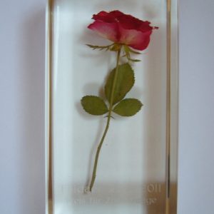 Die Fuldaer Rose 2011